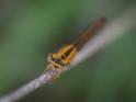 Ischnura pumilio (Scarce Blue-tailed Damselfly) female 8.JPG